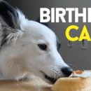 우리강아지(My Dog) 이미지