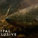 땅에서 물 없이 최대 4년을 살 수 있는 물고기 - 폐어(Lung fish) 이미지