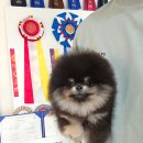 안다켄넬 이미지