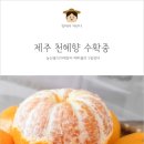 요망진제주 | 제주 천혜향 수확시작 /요망진제주