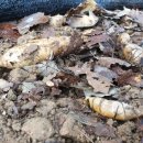 화령농장 이미지