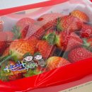 광양농협 건너 버스정류장 | 2026 논산딸기축제 다녀온 후기(논산역 버스 딸기케이크 성심당 등 인기 부스 TOP3)