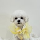 낭만그루밍 이미지