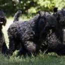 블루켄넬 이미지