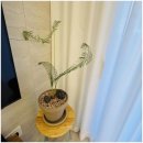 스테이 드리울 이미지