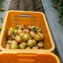 선희농장 이미지