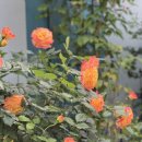 머물다항리 이미지