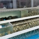 조개일번지 이미지