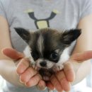 The 쇼독 이미지