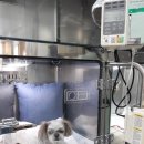 금빛동물병원 이미지