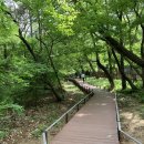 숲 한국일보