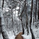 울산에 첫눈 이미지