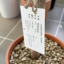 수필 | 청주 오송 분갈이 출장 후기｜수필집 이용해봄 🌿