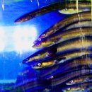 장어의 꿈 이미지