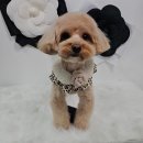 해피오브트리밍 이미지