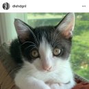 행복한집사 이미지