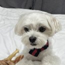 1982 PET FOOD 이미지