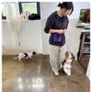 다산 애견훈련소 이미지