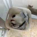 냥린이네 이미지