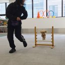 핸즈독(HANDSDOG) 이미지