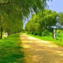 천과나무 이미지