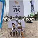 자작나무쉼터 | 댕댕트레킹 2025 주차 7km 자작나무숲 + 마운틴콘도 숙소 후기