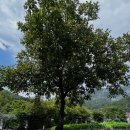 호두나무민박 이미지