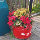 평낮목요걷기,아라온국화축제~아라뱃길~아라폭포 (2025.10.30) 이미지