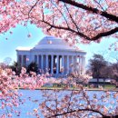 DC 자목련 ‘활짝’…벚꽃 만개는 11일~14일 이미지