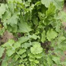 하나은 농장 이미지