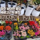 청주꽃화원_김장관플라워_청주식물사기_세광고근처 화원