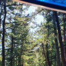 바다소나무 이미지