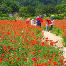 🌺🍒야곱이 브니엘에서 씨름하다 이미지