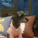 딜리동물병원 이미지