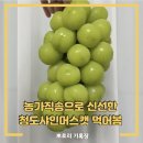 동청도농업협동조합 | 청도샤인머스캣 농가직송 신선하고 맛있는 샤인머스캣 먹어봄