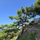 임천 유태사 묘 | 백제의 숨결, 부여 가림성(성흥산성)에서 만나는 역사와 사랑나무