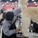 애견미용 이미지
