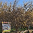 월계(회관)마을회관 | 🌼2026년 3월 축제 / 그래! 구례! 봄향기 가득한 구례 '산수유꽃축제' 다녀왔어요! 아직 개화 10%지만 봄...