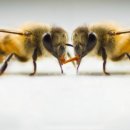 구전 honeybee kiss 입으로 전달하기 이미지
