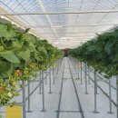 늘봄딸기농원 이미지