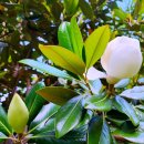 목련쉼터 이미지