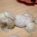 미니 & 바니 애견샵 이미지