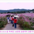 꽃천지 - 홍성군 충서로1159번길 40 | 꽃천지