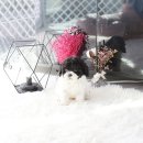 하나토이 이미지