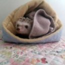 오븐 작 치킨 이미지