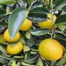 아미타불이 여러분의 참 이름입니다. 941 이미지