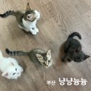 냥냥호텔 | 부산 광안리 고양이카페 냥냥늉늉 고양이호텔 아이와 다녀온 후기