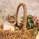 도그마루 강아지 고양이 천안아산점 이미지