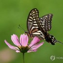 호랑농장 연합뉴스