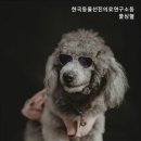 한국동물선진의료연구소 네이버블로그